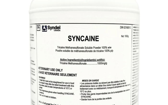 Syncaine