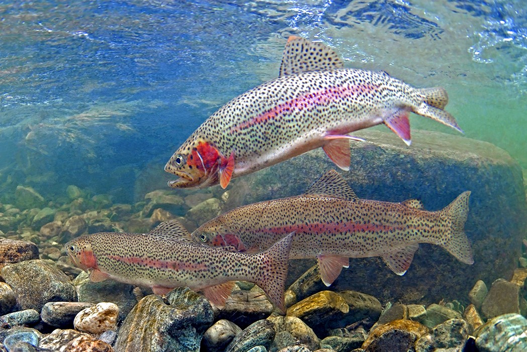 rainbow trout Madison river Montana