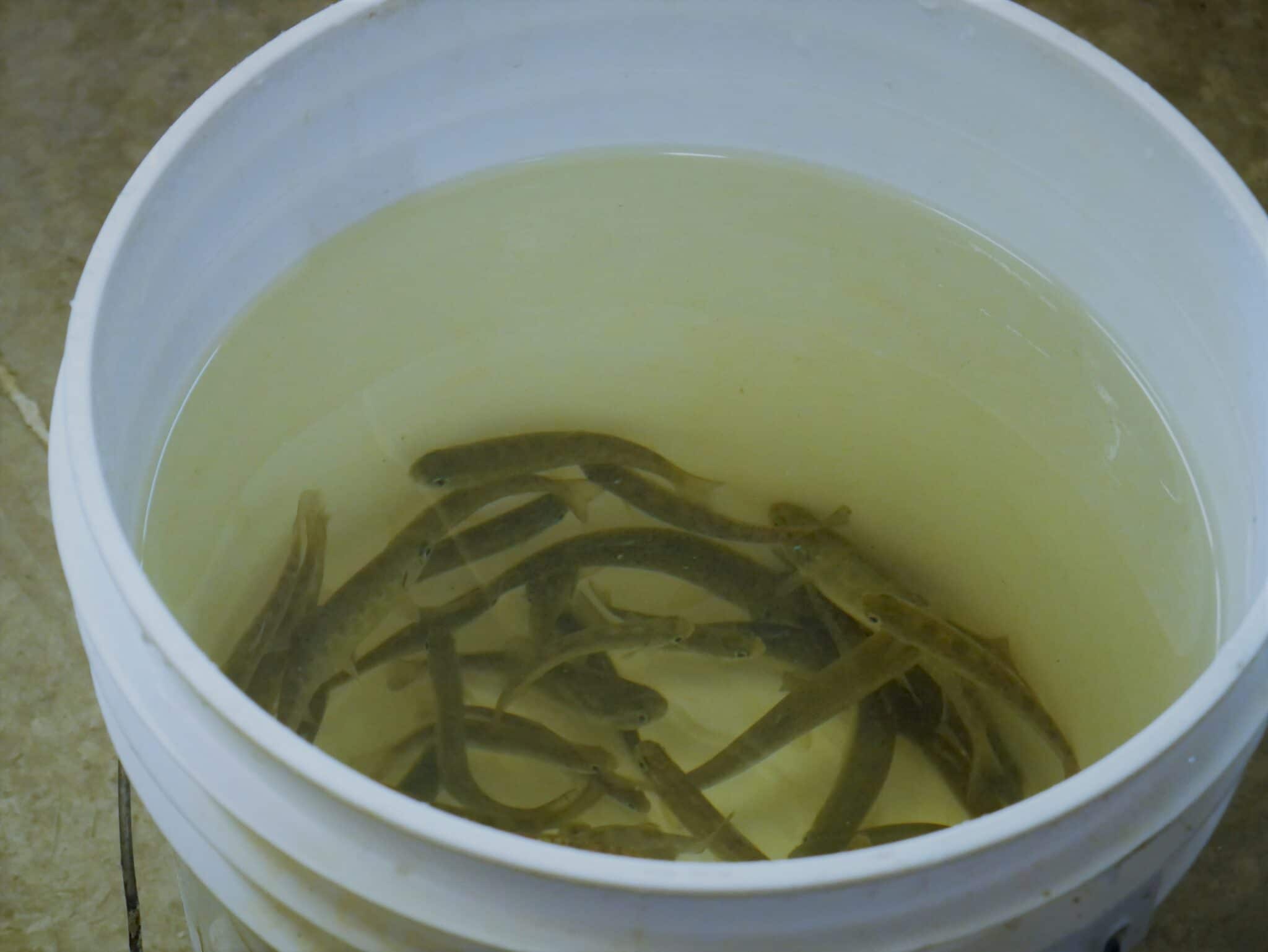 Fish in a 10 gallon bucket