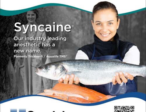 Syndel’s key fish anesthetic has a new name – Syncaine!
