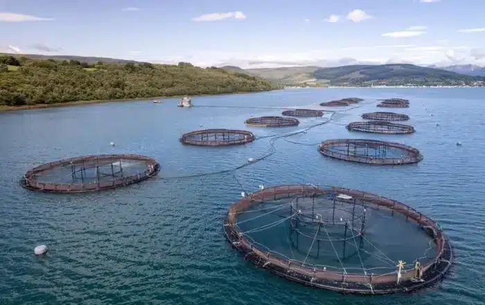 Fish Farming Is The Sustainable Solution To Overfishing